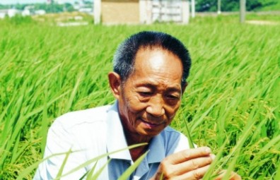 傳承袁隆平精神，造福世界人民丨隆平高科企業(yè)文化建設(shè)項目